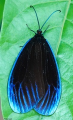 Pompelon marginata