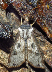 Agrotis malefida