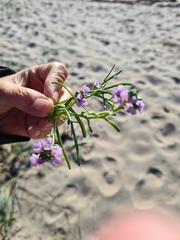 Cakile maritima baltica