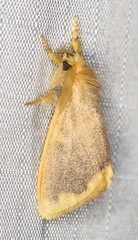 Euproctis fimbriata