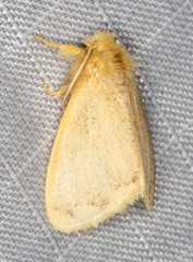 Euproctis fimbriata