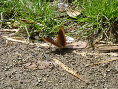 Marpesia zerynthia