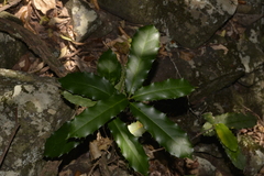 Corynocarpus rupestris rupestris