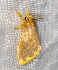 Euproctis fimbriata