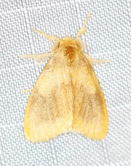 Euproctis fimbriata