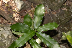Corynocarpus rupestris rupestris