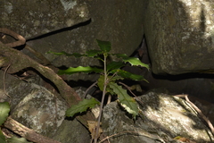 Corynocarpus rupestris rupestris