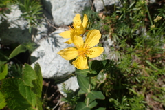 Hypericum richeri