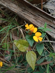 Platylobium reflexum