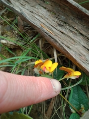 Platylobium reflexum