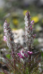 Pedicularis rosea