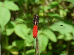 Libellula herculea