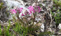 Pedicularis rosea