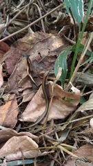 Scincella formosensis