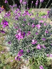 Erysimum linifolium