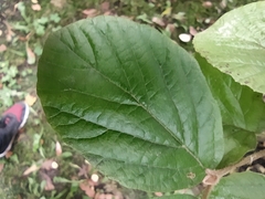 Viburnum carlesii bitchiuense