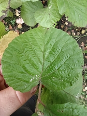 Viburnum carlesii bitchiuense