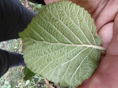 Viburnum carlesii bitchiuense