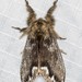 Margined Browntail - Photo (c) Ian McMillan, some rights reserved (CC BY-NC), uploaded by Ian McMillan