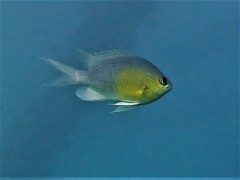 Chromis cinerascens