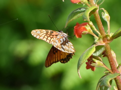 Dione moneta butleri
