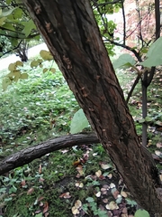 Viburnum carlesii bitchiuense