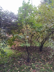 Viburnum carlesii bitchiuense