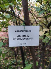 Viburnum carlesii bitchiuense