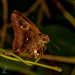 Hasora badra