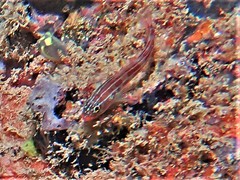Helcogramma striata
