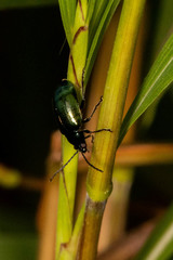 Chrysomelidae