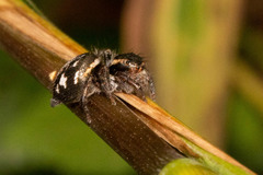 Salticidae