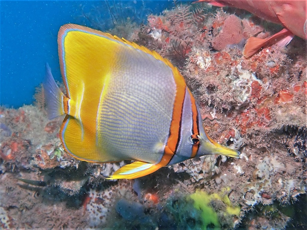 Margined Coralfish