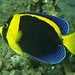 Scribbled Angelfish - Photo (c) J. Martin Crossley, some rights reserved (CC BY-NC-SA), uploaded by J. Martin Crossley
