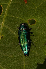 Agrilus acutus