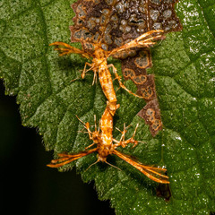Lepidoptera