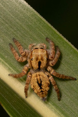 Salticidae