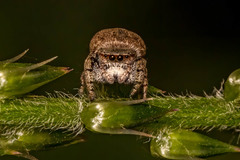 Salticidae