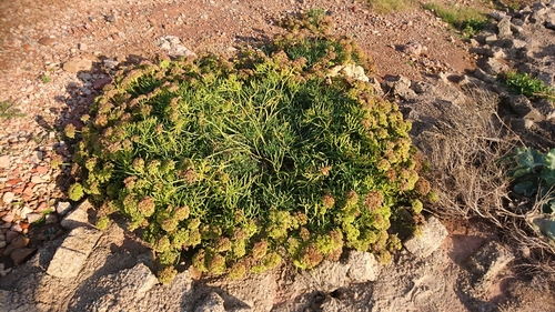 Rock samphire (Crithmum maritimum)