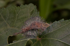 Insecta