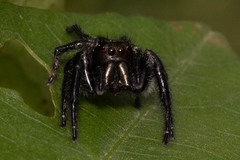 Salticidae
