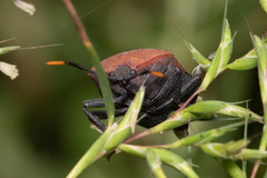 Insecta