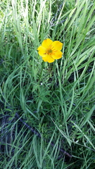 Trollius vicarius