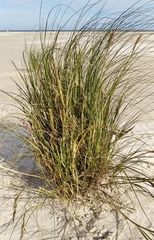 Sporobolus coarctatus