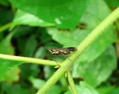 Avephora maculata