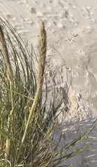 Sporobolus coarctatus