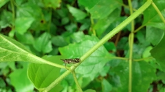 Avephora maculata