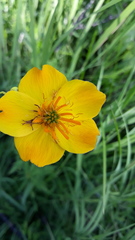 Trollius vicarius