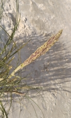 Sporobolus coarctatus