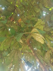 Cola lepidota